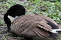 A stunning animal portrait of a Canadian Goose Royalty Free Stock Photo