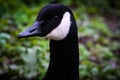 A stunning animal portrait of a Canadian Goose Royalty Free Stock Photo