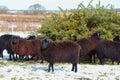 A stunning animal portrait of a flock of black sheep in a snow covered field Royalty Free Stock Photo