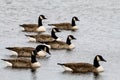 A stunning Animal Portrait of a flock of Canadian Geese on a lake