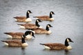 A stunning Animal Portrait of a flock of Canadian Geese on a lake