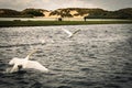 A stunning animal portrait of a flock of Swans on a lake