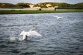 A stunning animal portrait of a flock of Swans on a lake