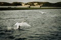 A stunning animal portrait of a flock of Swans on a lake