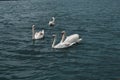 A stunning animal portrait of a flock of Swans on a lake