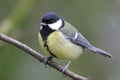 A stunning animal portrait of a Great Tit Bird