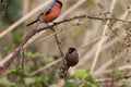 A stunning animal portrait of a male and female Bullfinch bird