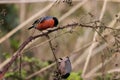 A stunning animal portrait of a male and female Bullfinch bird