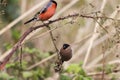 A stunning animal portrait of a male and female Bullfinch bird