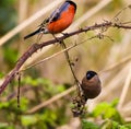 A stunning animal portrait of a male and female Bullfinch bird