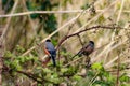 A stunning animal portrait of a male and female Bullfinch bird