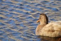 A stunning animal portrait of a Mallard Duck