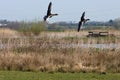 A stunning animal portrait of two geese in flight Royalty Free Stock Photo