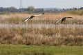 A stunning animal portrait of two geese in flight Royalty Free Stock Photo