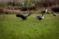 A stunning animal portrait of two geese in flight Royalty Free Stock Photo