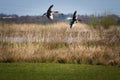 A stunning animal portrait of two geese in flight Royalty Free Stock Photo