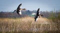 A stunning animal portrait of two geese in flight Royalty Free Stock Photo