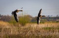 A stunning animal portrait of two geese in flight Royalty Free Stock Photo