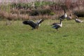 A stunning animal portrait of two geese in flight Royalty Free Stock Photo