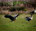 A stunning animal portrait of two geese in flight Royalty Free Stock Photo