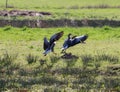 A stunning animal portrait of two geese in flight Royalty Free Stock Photo