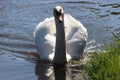 A stunning animal portrait of a White Swan