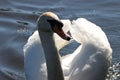 A stunning animal portrait of a White Swan