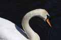 A stunning animal portrait of a White Swan