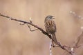 A stunning animal portrait of a Wren Bird