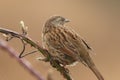 A stunning animal portrait of a Wren Bird