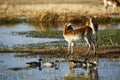 Reflections of two young Red Lechwe antelope Royalty Free Stock Photo