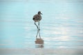 Stunning Aqua Blue Water Reflects Gray Bird Walking to the Sea Royalty Free Stock Photo