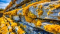Stunning Architectural Background Yellow Moss and Limestone Texture for Design Inspiration Royalty Free Stock Photo