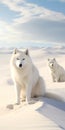 Stunning Arctic Wolf Dune Photography: Capturing Frozen Beauty