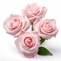 Symmetrical Asymmetry: Three Pink Roses In Vase On White Background