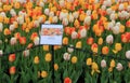 Stunning array of tulips with signs posting species, annual Tulip Festival, Albany, New York, 2016