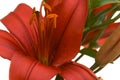 Stunning Asiatic Lily Bloom