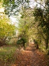 Stunning autumn country path way fence field trees leaves Royalty Free Stock Photo