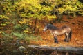 Stunning Autumn Fall colorful vibrant woodland landscape with wild pony by lake