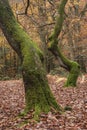 Stunning Autumn Fall forest scene with colorful vibrant Autumnal colors in the trees Royalty Free Stock Photo