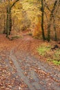 Stunning Autumn Fall forest scene with colorful vibrant Autumnal colors in the trees Royalty Free Stock Photo