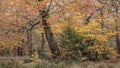 Stunning Autumn Fall forest scene with colorful vibrant Autumnal colors in the trees Royalty Free Stock Photo