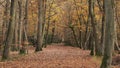 Stunning Autumn Fall forest scene with colorful vibrant Autumnal colors in the trees Royalty Free Stock Photo