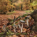 Stunning Autumn Fall forest scene with colorful vibrant Autumnal colors in the trees and inky cap Coprinus Comatas mushrooms