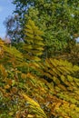 Angelica japonica Tree with Brightly Coloured Autumn Foliage.