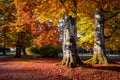 Stunning autumn view of old beech trees in Kurpark, Thumersbach town, located on the shore of the Zell lake.