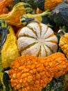 Stunning autumnal selection of vibrant pumpkins and squash piled together on the ground Royalty Free Stock Photo