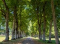 Avenue of trees at ChÃÂ¢teau de ValenÃÂ§ay in the Loire Valley, central France.