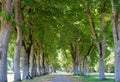 Avenue of trees at ChÃÂ¢teau de ValenÃÂ§ay in the Loire Valley, central France.