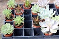 Stunning background image of thick healthy leaves of succulents in zen garden